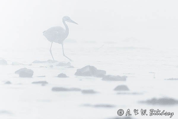 Czapla siwa, Ardea cinerea