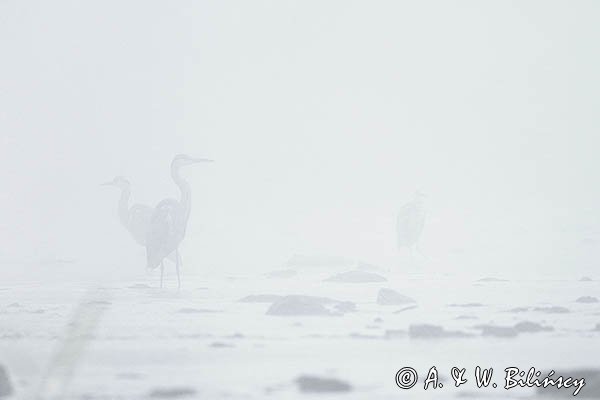 Czapla siwa, Ardea cinerea