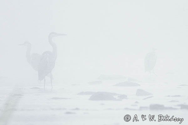 Czapla siwa, Ardea cinerea