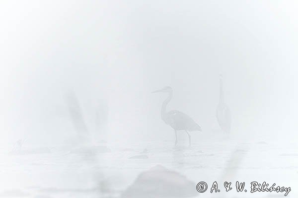 Czapla siwa, Ardea cinerea