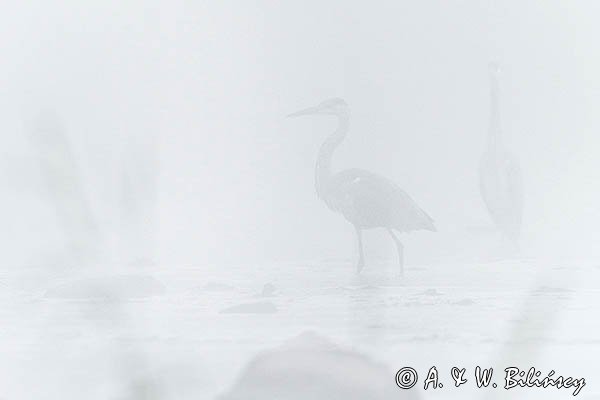 Czapla siwa, Ardea cinerea