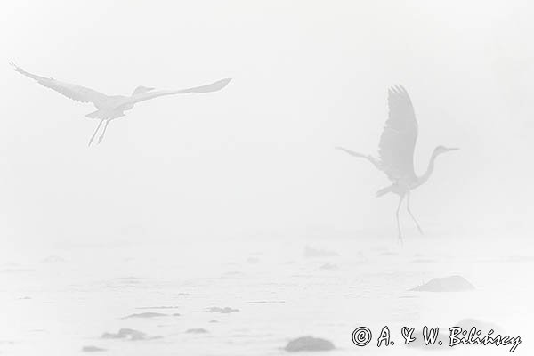 Czapla siwa, Ardea cinerea