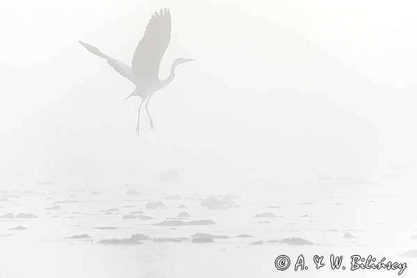 Czapla siwa, Ardea cinerea