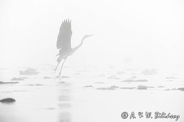 Czapla siwa, Ardea cinerea