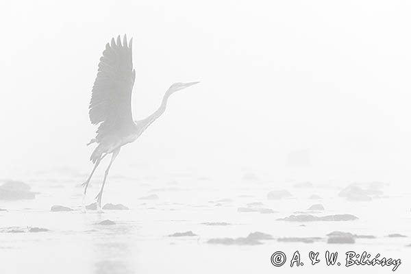 Czapla siwa, Ardea cinerea