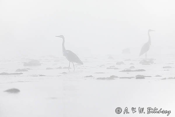 Czapla siwa, Ardea cinerea