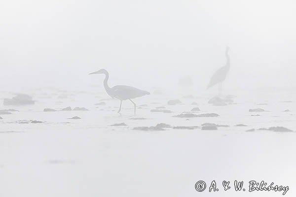 Czapla siwa, Ardea cinerea