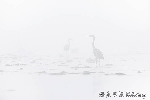 Czapla siwa, Ardea cinerea