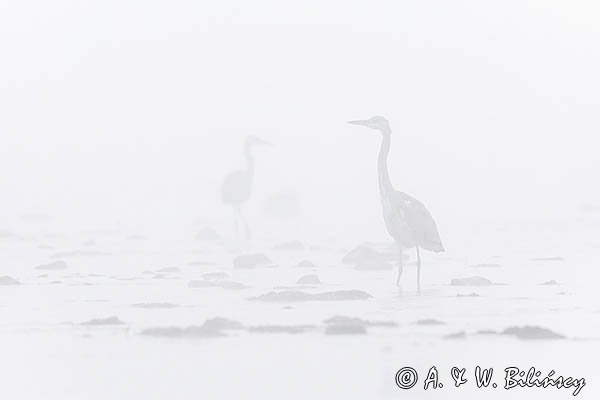 Czapla siwa, Ardea cinerea