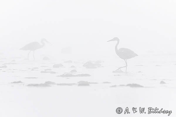 Czapla siwa, Ardea cinerea