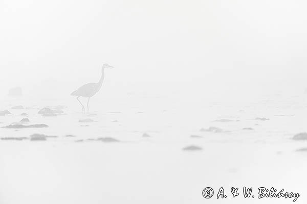 Czapla siwa, Ardea cinerea