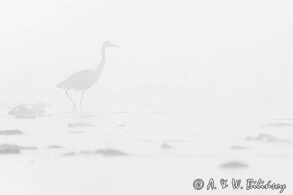 Czapla siwa, Ardea cinerea