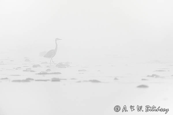 Czapla siwa, Ardea cinerea