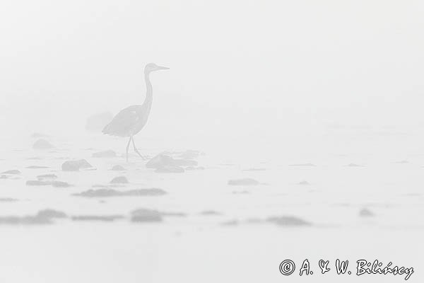 Czapla siwa, Ardea cinerea