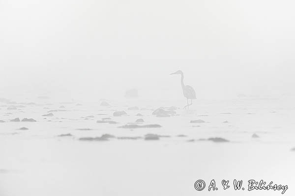 Czapla siwa, Ardea cinerea