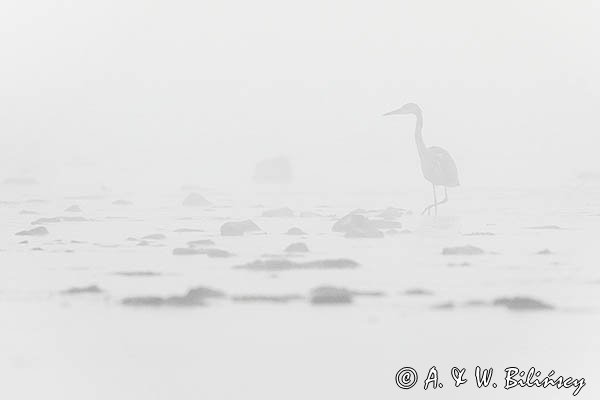 Czapla siwa, Ardea cinerea