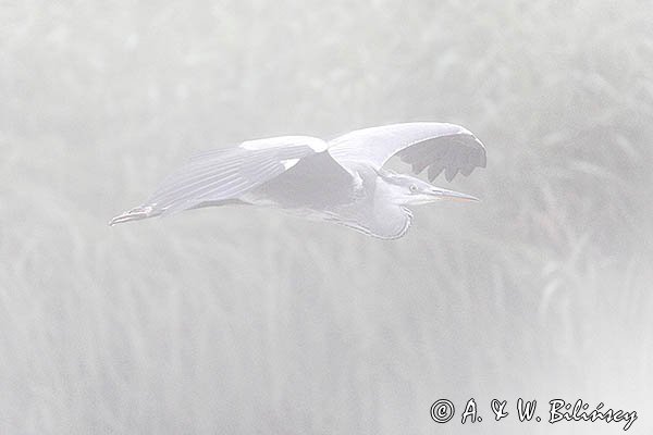 Czapla siwa, Ardea cinerea