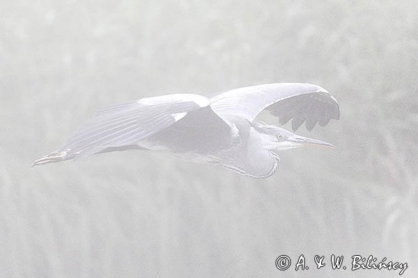 Czapla siwa, Ardea cinerea