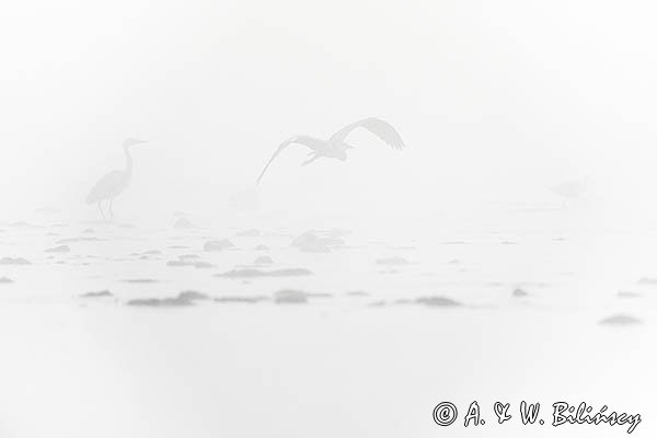 Czapla siwa, Ardea cinerea