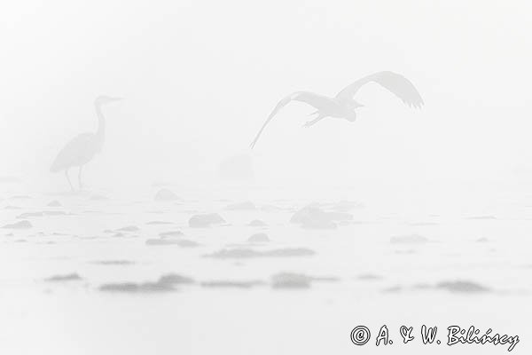 Czapla siwa, Ardea cinerea