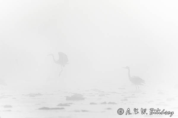 Czapla siwa, Ardea cinerea