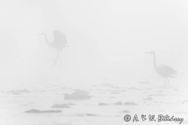 Czapla siwa, Ardea cinerea