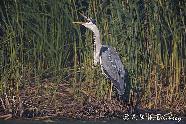 Czapla siwa, Ardea cinerea