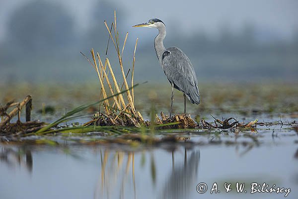 Czapla siwa, Ardea cinerea