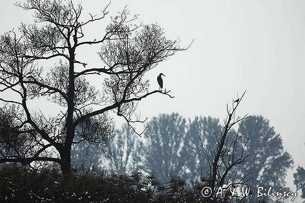 Czapla siwa, Ardea cinerea