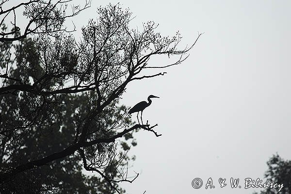 Czapla siwa, Ardea cinerea