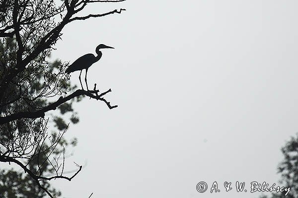 Czapla siwa, Ardea cinerea