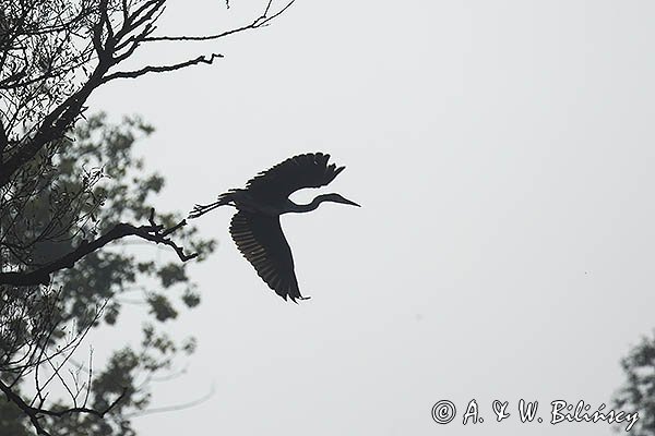 Czapla siwa, Ardea cinerea