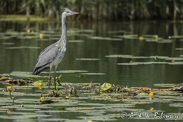 Czapla siwa, Ardea cinerea