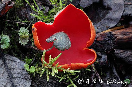 Czarka szkarłatna, Sarcoscypha coccinea