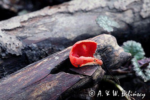 Czarka szkarłatna, Sarcoscypha coccinea