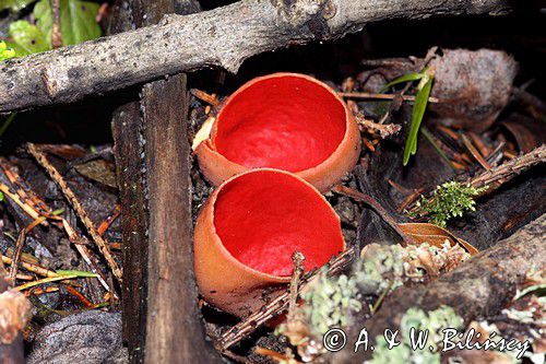 Czarka szkarłatna, Sarcoscypha coccinea