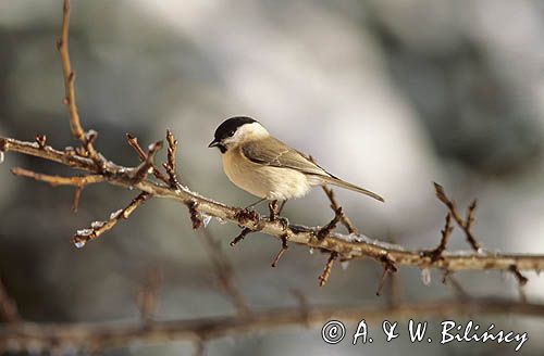 Sikorka czarnogłowa, PARUS MONTANUS, czarnogłówka