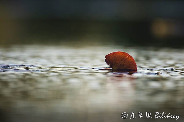 Grążel żółty, Nuphar lutea, liść