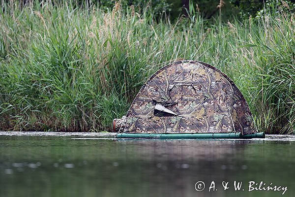 Czatownia pływadełko, fotografia przyrodnicza