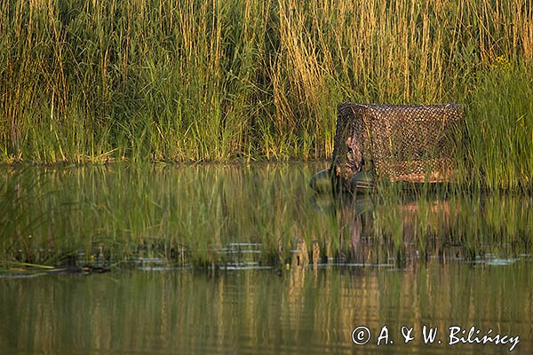 Czatownia na pontonie, fotografia przyrodnicza