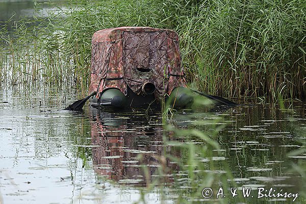 Czatownia na pontonie, fotografia przyrodnicza
