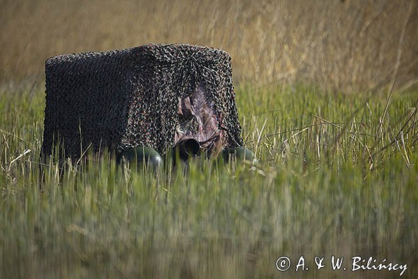 Czatownia na pontonie, fotografia przyrodnicza