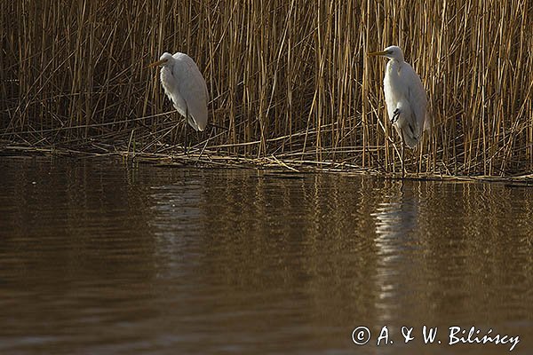 Czapla biała, Casmerodius albus, Ardea alba, Egretta alba