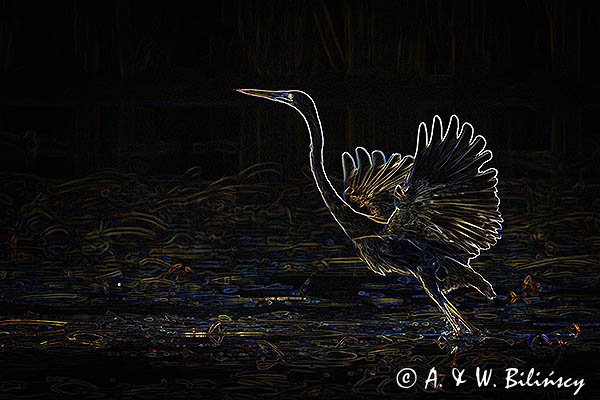 Czapla biała, Casmerodius albus, Ardea alba, Egretta alba