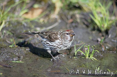 czeczotka tundrowa,  Carduelis hornemanni,  Acanthis hornemanni