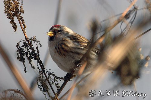 czeczotka tundrowa,  Carduelis hornemanni,  Acanthis hornemanni