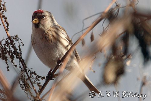 czeczotka tundrowa,  Carduelis hornemanni,  Acanthis hornemanni