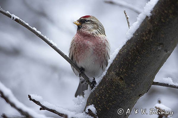 Czeczotka, Carduelis flammea, Acanthis flammea, samiec