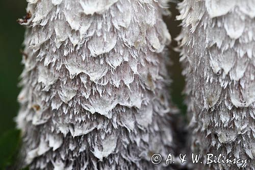 Czernidłak kołpakowaty, Coprinus comatus