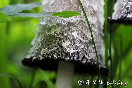 Czernidłak kołpakowaty, Coprinus comatus